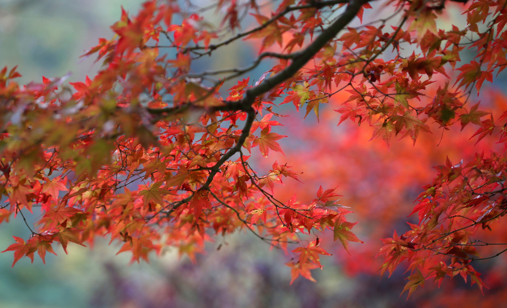 Acer palmatum