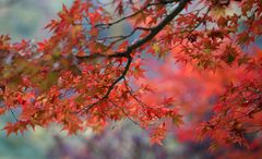 Acer palmatum