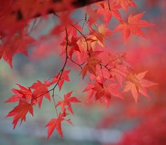 Acer palmatum