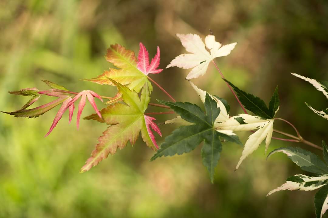 Acer Palmatum 