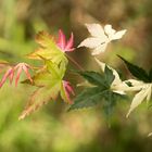 Acer Palmatum 