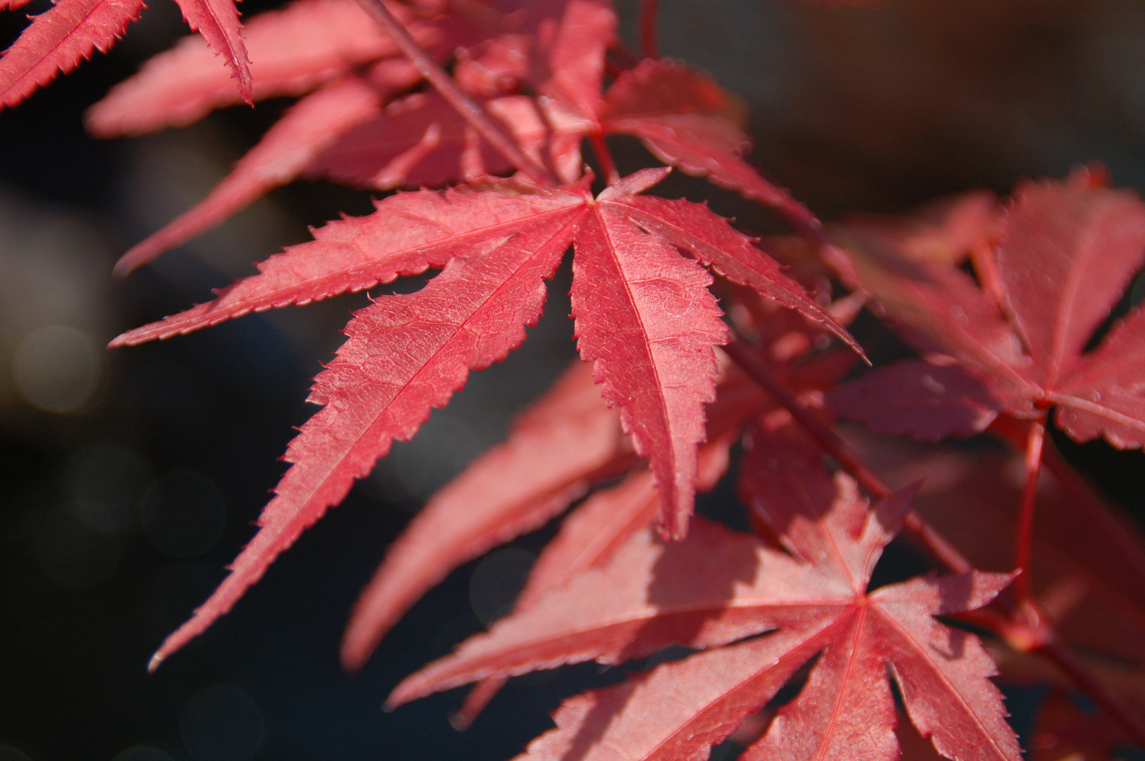 Acer palmatum 'Atropurpureum'