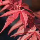 Acer palmatum 'Atropurpureum'