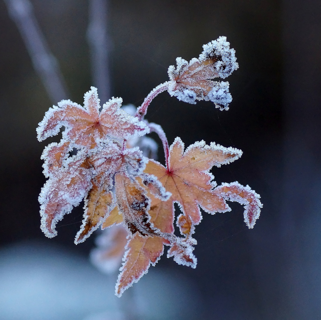 Acer palmatum