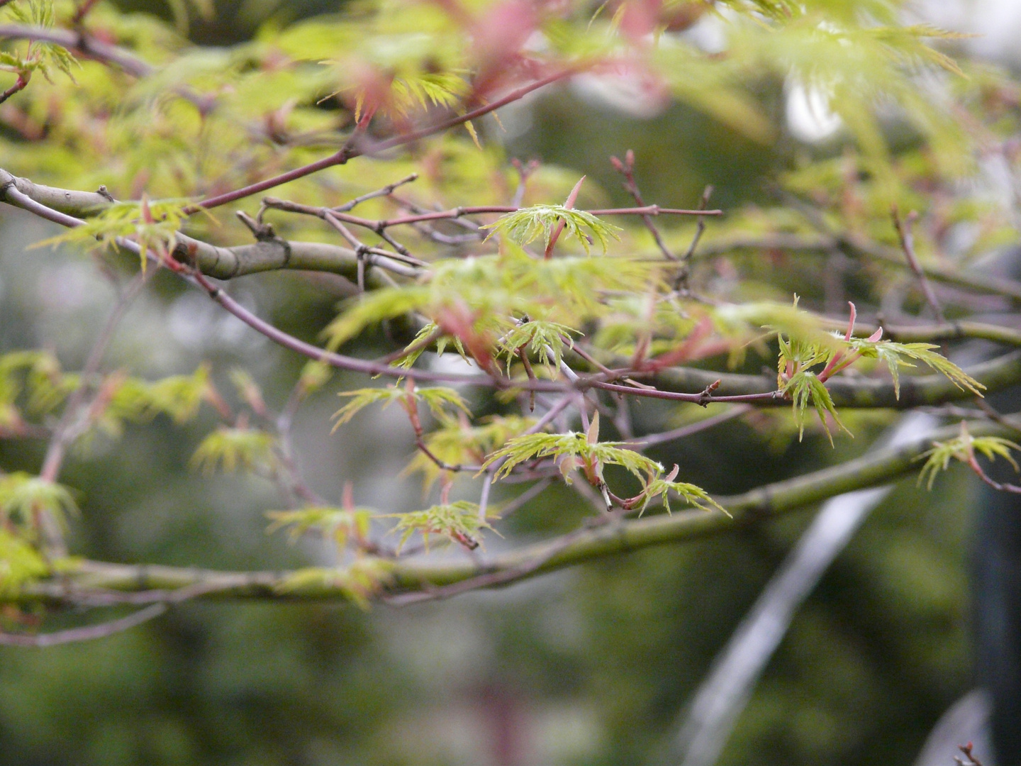 Acer palmatum