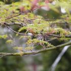 Acer palmatum