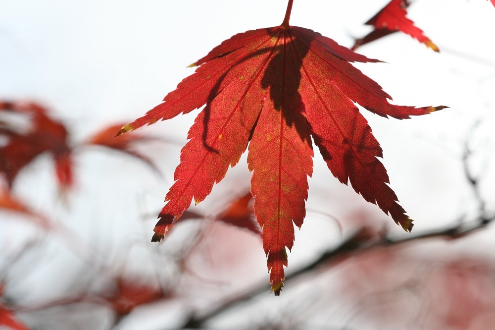 Acer palmatum