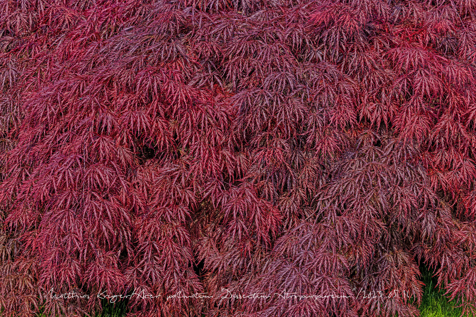 Acer palmatum 'Dissectum Atropurpureum' 