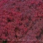 Acer palmatum 'Dissectum Atropurpureum' 