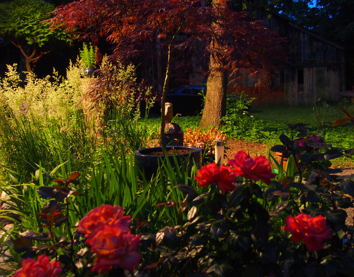 Acer palmatum 'Dissectum Atropurpureum'