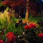 Acer palmatum 'Dissectum Atropurpureum'