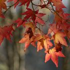 Acer palmatum