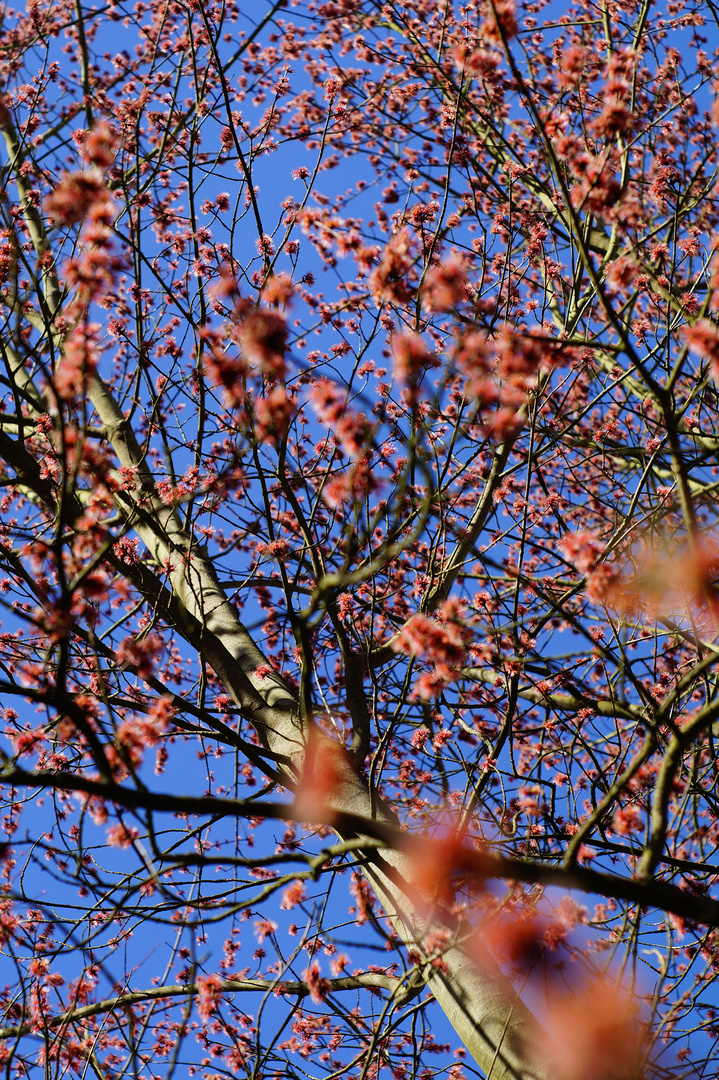 Acer rubrum