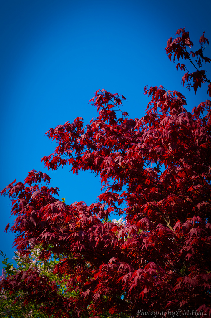 Acer rubrum - Rotahorn