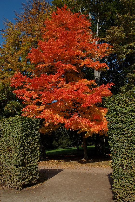 Acer saccharum