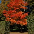 Acer saccharum