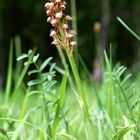 Aceras Anthropoporum - Puppenorchis Thüringen 2.6.10