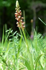 Aceras Anthropoporum - Puppenorchis Thüringen 2.6.10