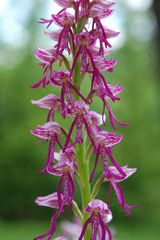 Aceras anthropoporum/Orchis millitaris Hybride Thüringen 2.6.10