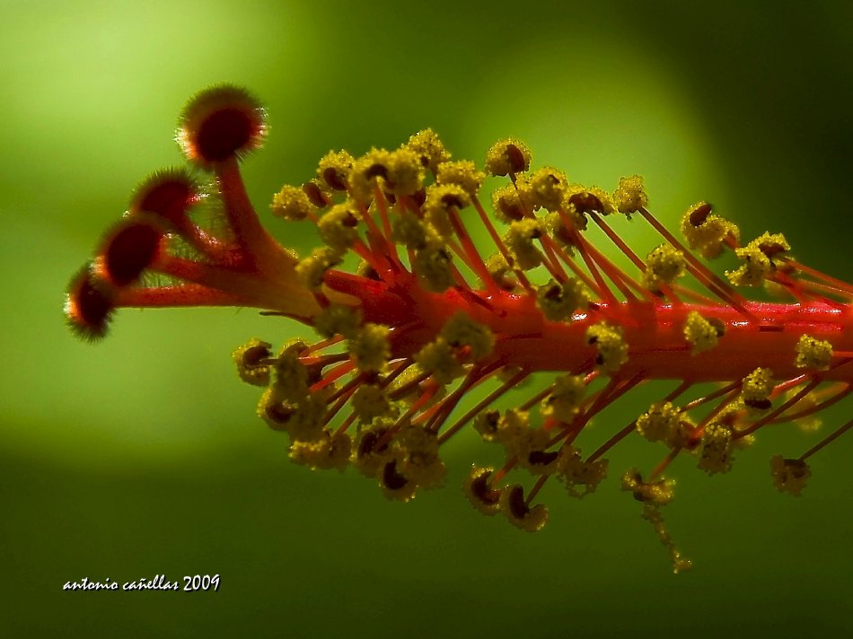 Acercamiento al Hibiscus