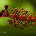 Acercamiento al Hibiscus