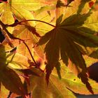 Acero Rosso (Acer rubrum)