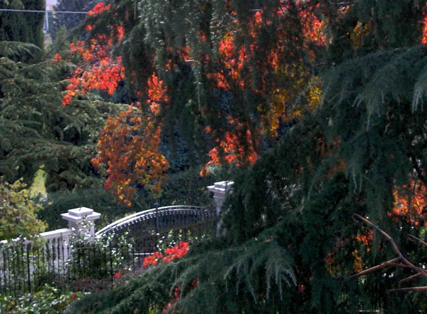 Acero Rosso e Deodara in autunno