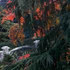 Acero Rosso e Deodara in autunno