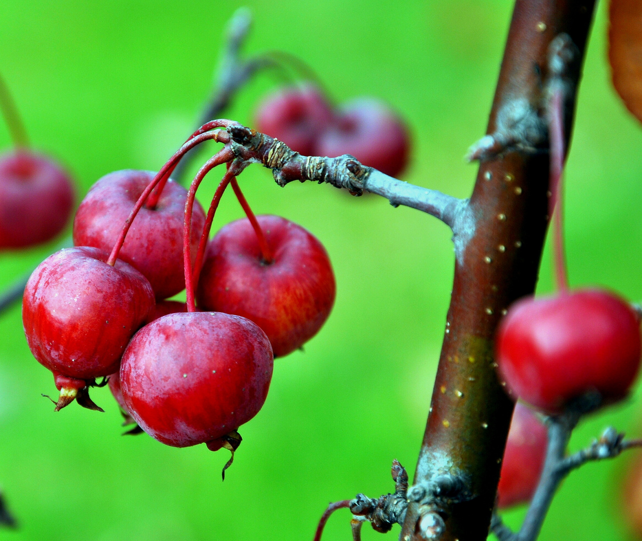 .Acerola.