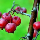 .Acerola.