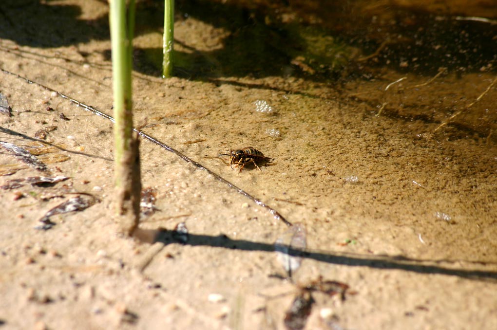 ach Bienen haben Durst