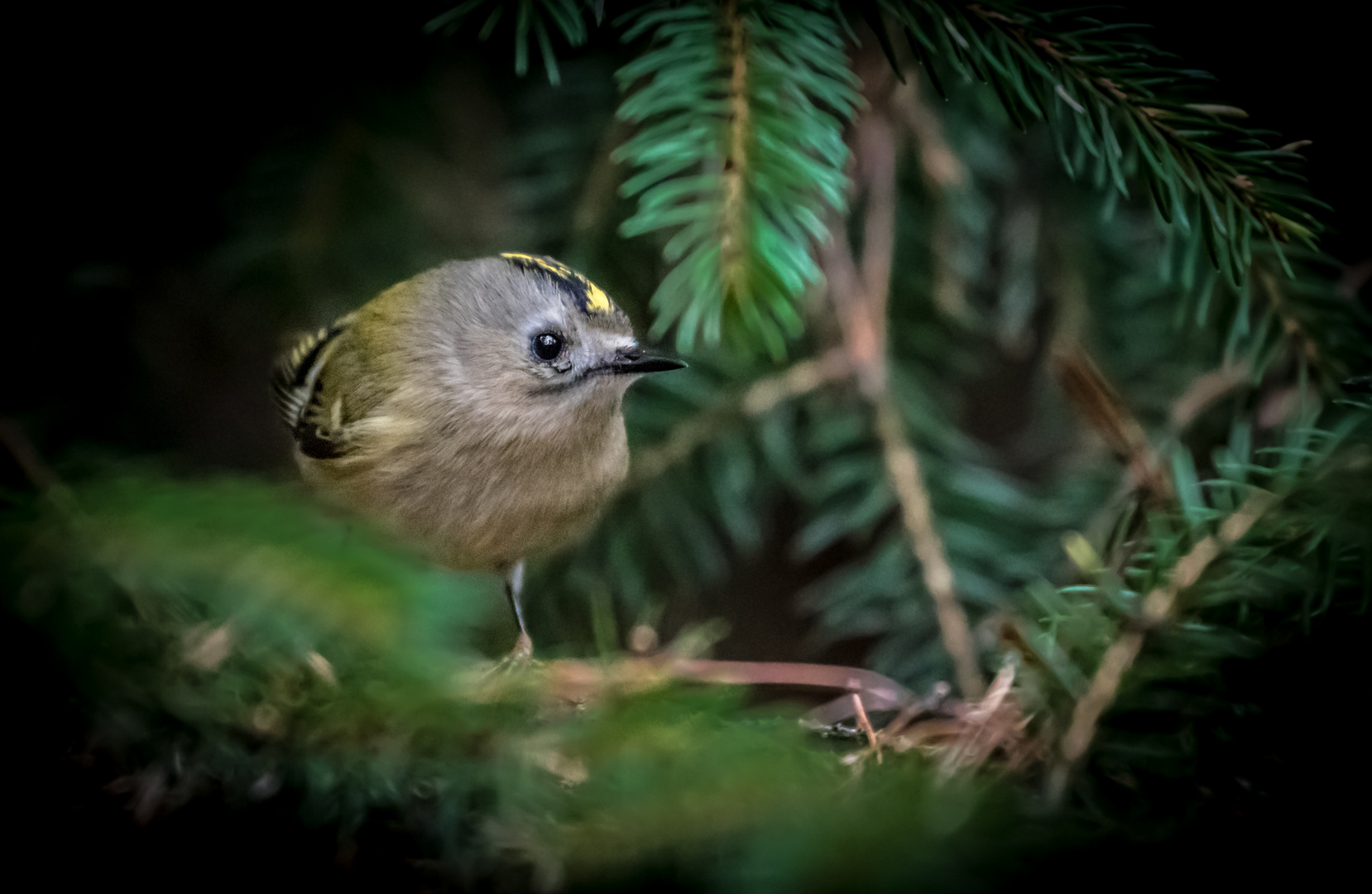 Ach ... da hätt ich noch'n Wintergoldhähnchen (ISO 6400)