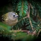 Ach ... da hätt ich noch'n Wintergoldhähnchen (ISO 6400)