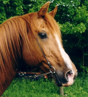 Ach ...da sind die Mädel´s ...