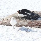 Ach das ist unser Nachbar, der kommt immer mal vorbei.  .DSC_7154