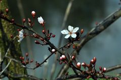 Ach, die Kirschblüte...