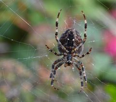 Ach du dicke Spinne!