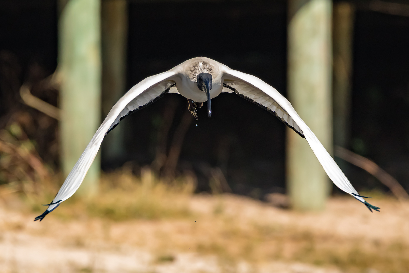 ach du heiliger Ibis