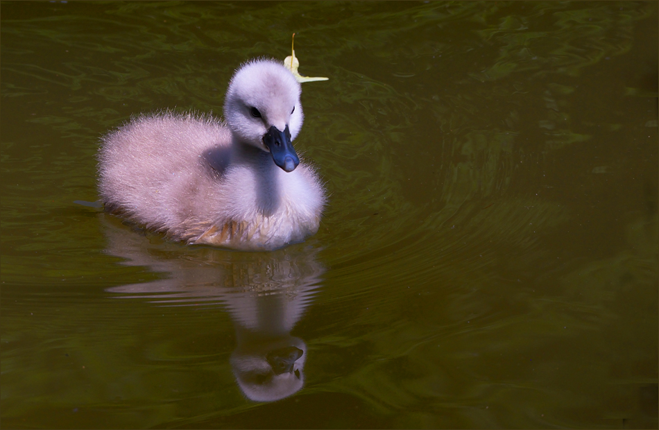 Ach du kleiner Schwan...,