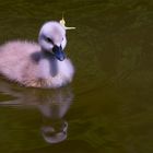 Ach du kleiner Schwan...,