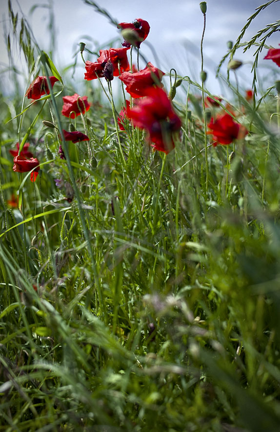 ach du lieber Himmel, jetzt geht das mit dem Klatschmohn wieder los! #02