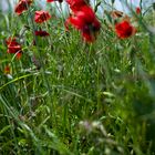 ach du lieber Himmel, jetzt geht das mit dem Klatschmohn wieder los! #02