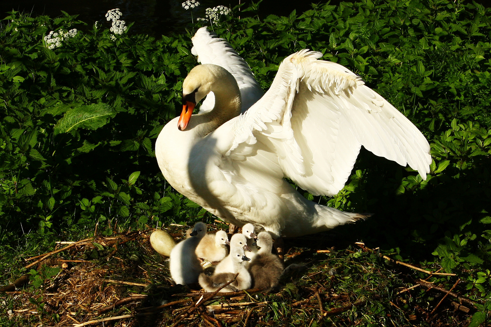 Ach du lieber Schwan