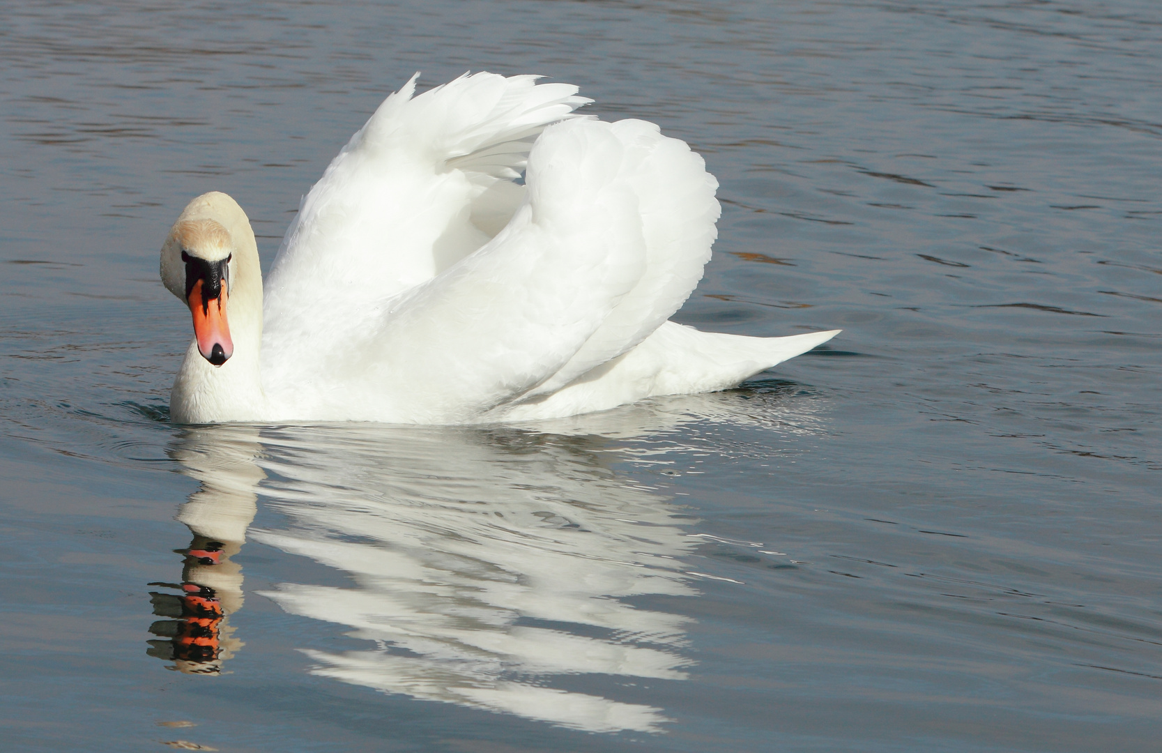 ach du lieber schwan !