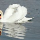 ach du lieber schwan !