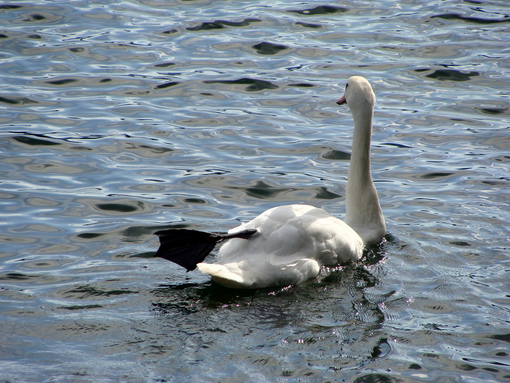 Ach du lieber Schwan!