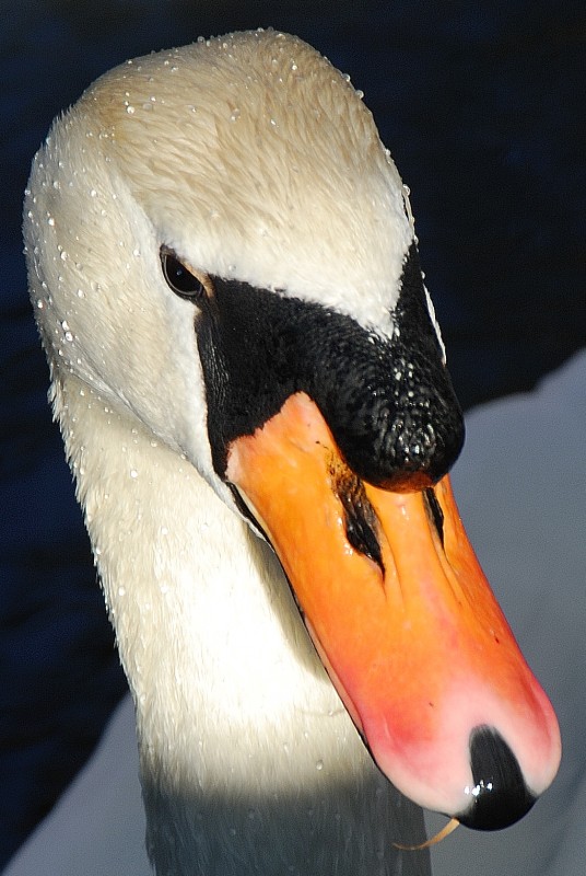 Ach du lieber Schwan