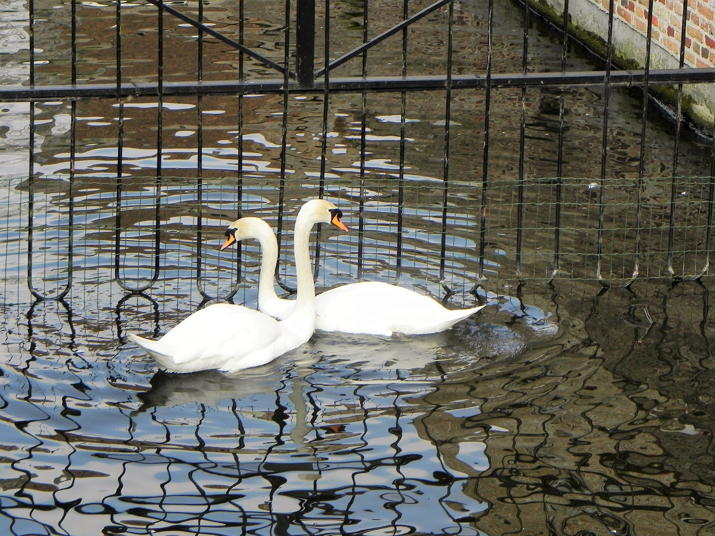 Ach du lieber Schwan