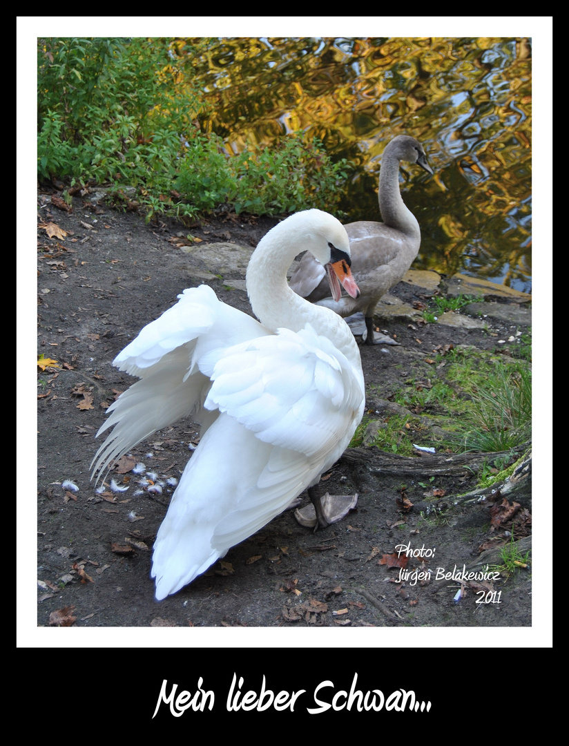 Ach du lieber Schwan