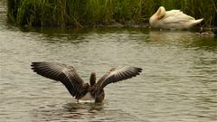 Ach, du lieber Schwan! Hat das Perwoll vergessen und ist trotzdem so weiß - wie macht er das?